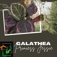 Calathea Princess Jessie Multiple Stems Live Plants