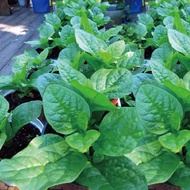 Benih Bayam Remayong Hijau 15pcs/Malabar Spinach/帝王苗种子 Planting simple   adaptable the Malaysian cli
