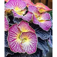 Biji Benih Keladi Caladium Begonia Rex ‘Lunar Glow’ Seed - 5 Seed