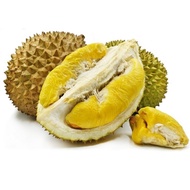 POKOK DURIAN MUSANG KING D197 猫山王榴莲苗
