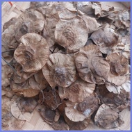 ◬ ◊☜ ℗ Narra Tree Seeds Per Pack