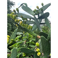 Edible Cactus Ornamental Cactus Large Living Pear Fruit Succulents Cuts Beauty Grafting Floor-standi