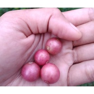 Ceri kampung: anak pokok ceri kampung/kerukup siam (panama berry sapling)