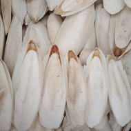 2pcs size 19-20cm Dried White Cuttlefish Bone Pure Natural Squid Shell Cuttlefish Bone Export Qualit