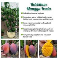 Mangga Irwin dan Kelebihannya