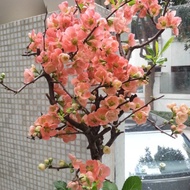 Longevity Begonia Potted Plant Four Seasons Blooming Tree Seedling Flower Plant Indoor Bonsai Old St