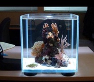 Aquarium minimalis aquarium aquascafe Soliter ikan ukuran 20x20x20  tanpa hiasan