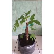 bibit daun gedi merah Obat herbal pohon hidup