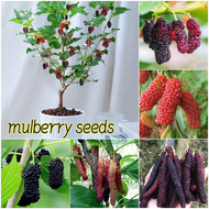 🌱ปลูกง่าย🌱 เมล็ดสด 100% เมล็ดพันธุ์ ต้นหม่อน บรรจุ 200 เมล็ด Mulberry Seed Fruit Seeds for Planting เมล็ดพันธุ์ผลไม้ ต้นไม้ผลกินได้ ต้นไม้กินผล เมล็ดผลไม้ เมล็ดพันธุ์ไม้ พันธุ์ไม้ผล บอนไซ ต้นไม้มงคล เมล็ดพันธุ์บอนสี ต้นไม้ ต้นไม้แคระ อร่อยมาก Plants