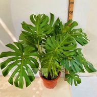 🌱Monstera Deliciosa 🌱龟背竹🌱Bushy Monstera🌱茂盛龟背竹🌱Indoor plant🌱Outdoor plant🌱Ready stock🚚🚚🚚