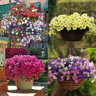 LOCAL READY STOCK 200 Pcs Hanging Petunia Beautiful Seeds Flower Seeds Perennials Bonsai Planting Home Plants Garden Flower Benih Pokok Bunga Air Plants Live Hidup Murah Flower Decoration Climbing Plant Pokok Bunga Hiasan Hidup Outdoor