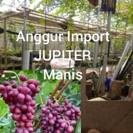 Bibit Cutting Anggur Import Jupiter Batang Stek Anggur Import Jupiter