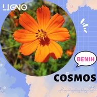 Benih Bibit Bunga Cosmos Orange