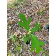 Artocarpus odoratissimus (Tarap / Marang) | Anak Pokok Tarap | Pokok Buah Borneo | Buah Eksotik