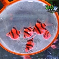 NEW ikan hias aquascape Sumatra Red Tiger Balon Glow Fish