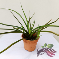 Sansevieria Fernwood by LS Group