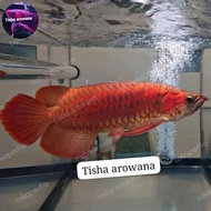 Ikan Arwana Super Red Chili Sr Kalimantan Barat #Gratisongkir #Sale