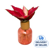 JM Flower Aglaonema Hydroponic Plant - Pink Pot