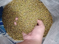 Kacang hijau 1kg green beans 1kg benih taugeh 1kg
