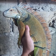 iguana green jumboan jantan