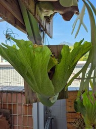 Platycerium Wandae 女王鹿角蕨