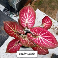 บอนสีรวยล้นฟ้า บอนสีสวยๆ บอนสีหายาก บอนสีราคาถูก บอนสีน่ารักๆ ต้นไม้ตกแต่งบ้าน ต้นไม้สวยๆ  ต้นไม้มงคล (กรุณาอ่านรายละเอียด เลื่อนดูรูปสินค้าเพื่อประกอบการตัดสินใจในการซื้อนะครับ)