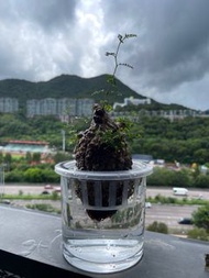 象足漆樹