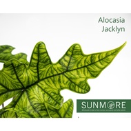 Sunmore | Alocasia Jacklyn (Random out)