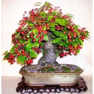 Bibit Tanaman Cherry Barbados Sianci Bahan Bonsai Tanaman Hias