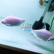 IKAN HIAS IKAN KAVIAT PLATINUM TANKMATE IKAN PREDATOR BESAR RARE