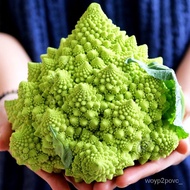 Romanesco Broccoli Seeds Cauliflower Broccoli Broccoli Seeds (Its a seed not a plant!)