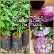 CAIMITO ~ ANAK POKOK APEL STAR (APPLE STAR) GRAFTED BUAH SUSU VIETNAM live plant