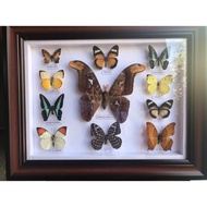 Butterfly Art Painting Wall Art