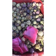 BUAH NONA BORONG  KILO