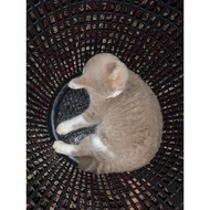 1.0 kg free shipping