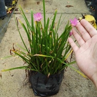 🌱Rainlily Pokok Hidup Live plant Hiasan Garden Outdoor Tahan Panas dan Mudah Membiak