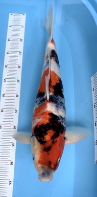 Ikan Koi Import Showa Sekiguchi 55 Bu Reviollastar