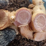 Rizom/ubi Bonglai Hitam untuk rawatan tradisional, kecacingan dan lepas bersalin