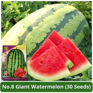 เมล็ดพันธุ์แตงโมยักษ์ เนื้อสีแดง หวานสุดๆ 30 เมล็ด No.8 Giant Watermelon Seeds เมล็ดแตงโมยักษ์ เมล็ด