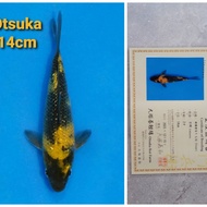 ikan koi import jepang kiutsuri breeder otsuka  06