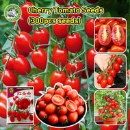[Fast Germination/COD] High Yield Sweet Cherry Tomato Seeds - Speedy Variety Dwarf Tomato Seeds for 