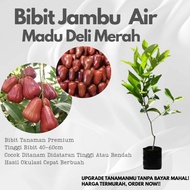 Jambu Air Madu Delhi Bibit Premium Hasil Okulasi Siap Berbunga Cepat Berbuah Manis Segar