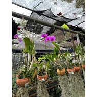 Orchid mixed air plant/Orchid/Hanging Pot/Houseplant