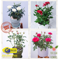 PROMO SPECIAL . TANAMAN BUNGA MAWAR HIDUP / TANAMAN HIDUP BUNGA MAWAR ASLI TANAMAN HIDUP BUNGA ROSE
