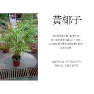 心栽花坊-黃椰子/黃金椰子/9吋/室內植物/觀葉植物/售價580特價500