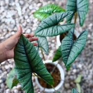 Alocasia Bisma Indukan New Stok