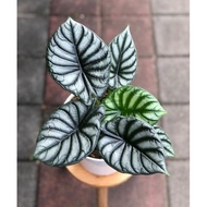 Alocasia Dragon Scale | Tanaman Hias Alocasia Dragon Scale 5 Daun