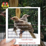 burung cucak rowo sepasang remaja prospek special rajin