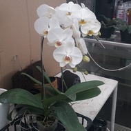 bunga anggrek putih dewasa asli