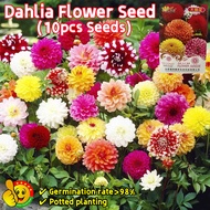 100% Original Mixed Dahlia Flower Seeds for Sale (Fresh 10pcs Seeds) Biji Benih Bunga Dahlia Dahlia 